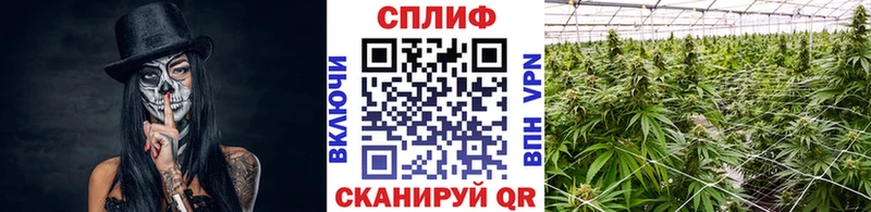 Купить где  Светлый  Каннабис семена 